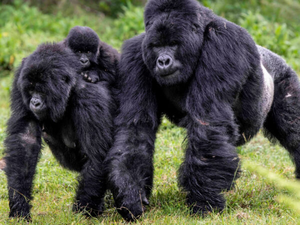 Gorilla Trekking in Rwanda