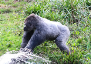 Gorilla Trekking 