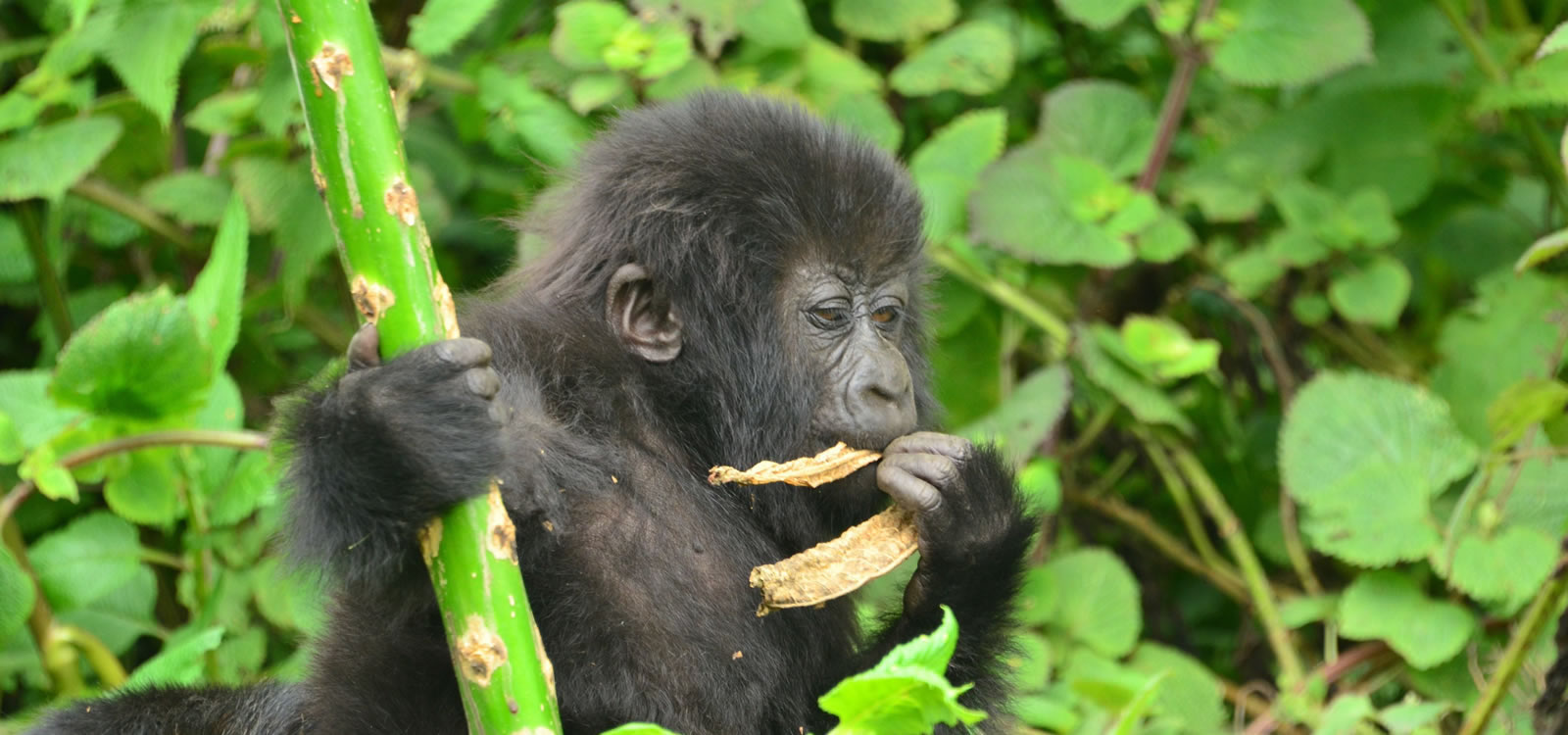 4 Days Gorillas & Chimpanzees