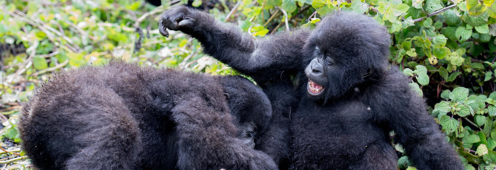 Bwindi Impenetrable National Park , Things to do & See | Primate Safaris