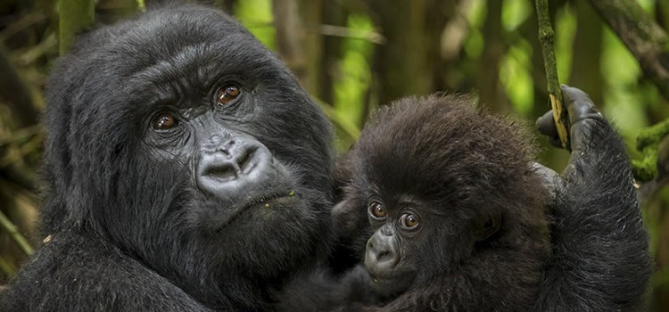 gorilla watching safaris