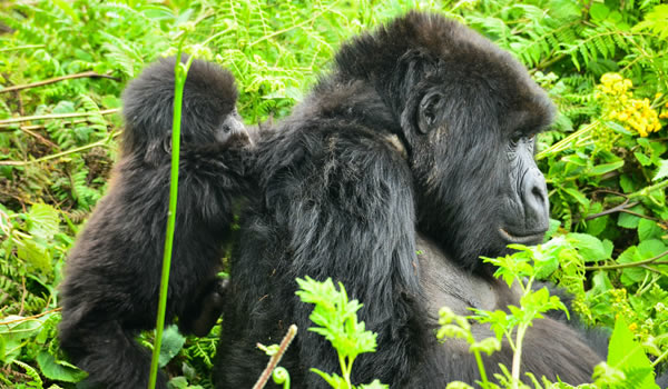 Mountain Gorillas in Uganda