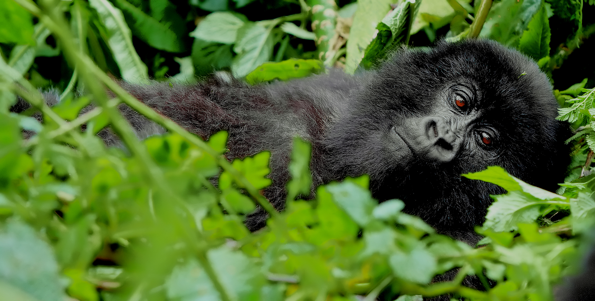 7 Days Uganda Gorilla & Wildlife Safari