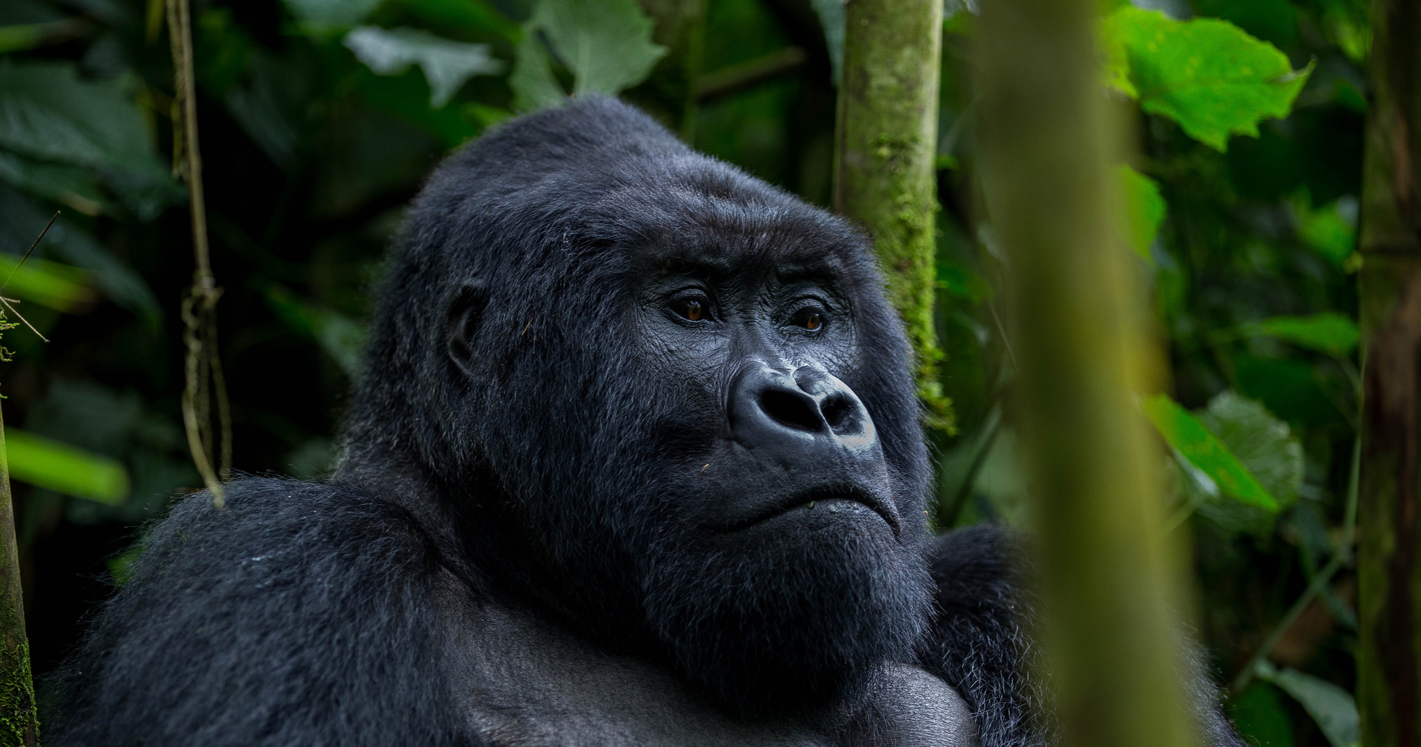 gorilla watching safaris