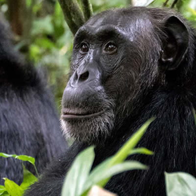 Chimpanzee Watching