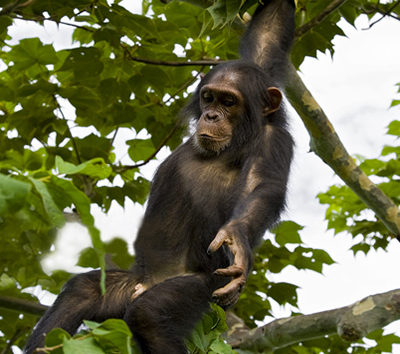 Chimpanzee Habituation