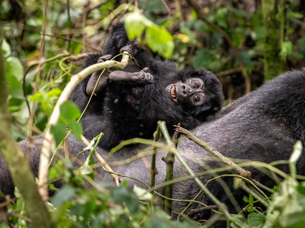 Gorilla Trekking Congo