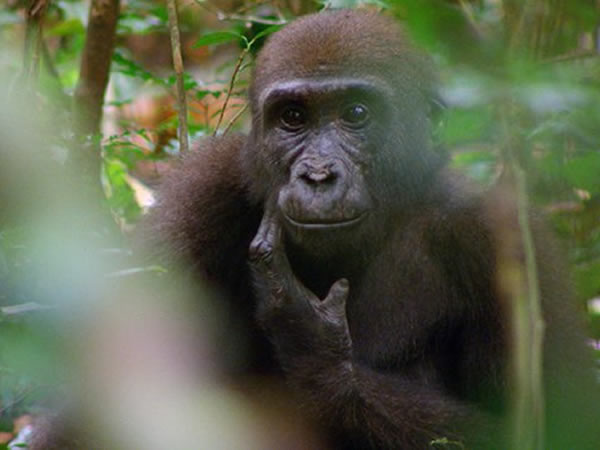 Western Lowland Gorillas