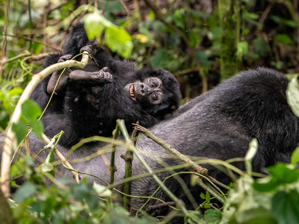Virunga Gorillas