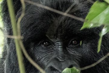 Rwanda Congo Uganda Safari