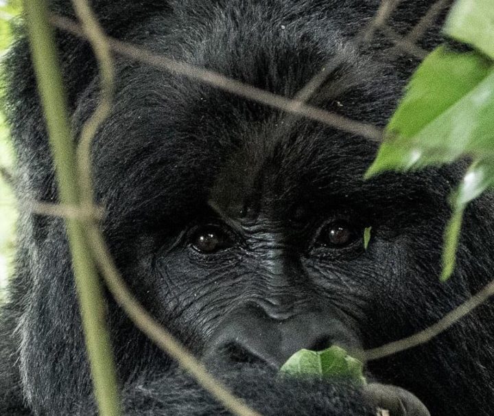 Rwanda Congo Uganda Safari