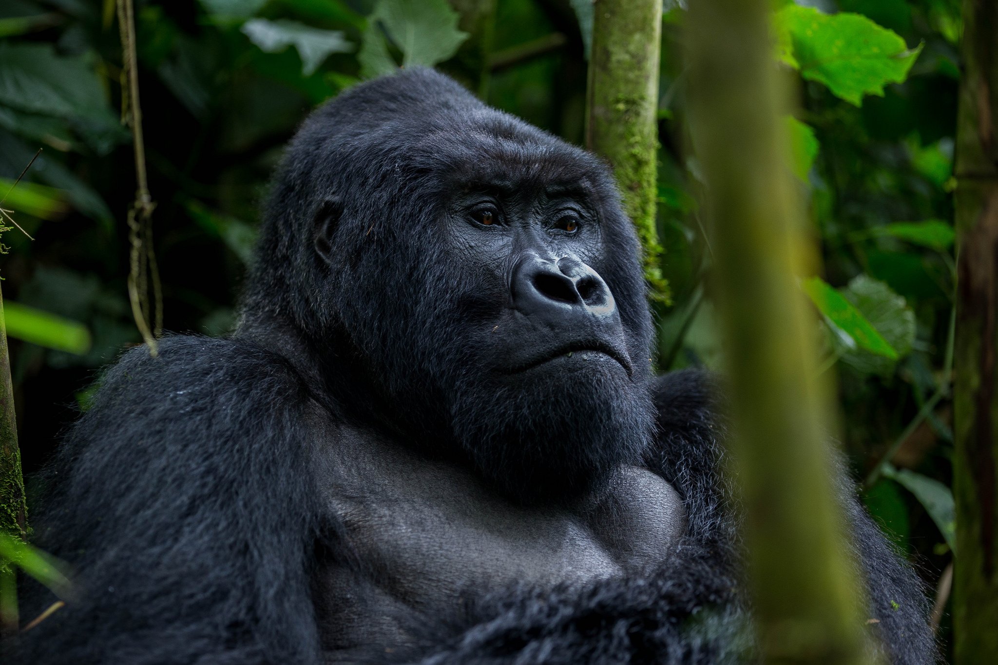 6 Days Congo Gorilla Trekking