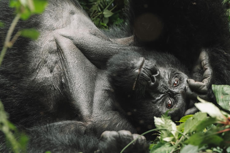 gorilla watching safaris