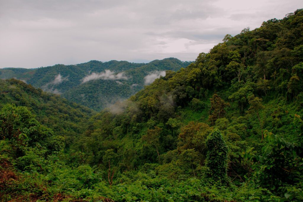 Primate Expeditions