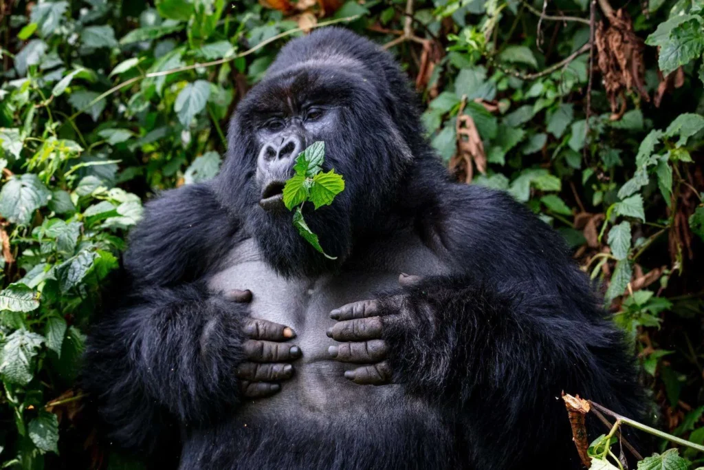 Gorilla Safaris