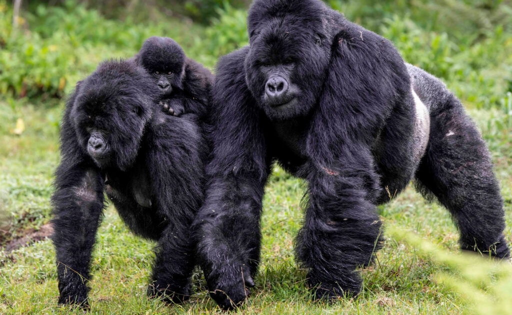 Gorilla Trekking in Rwanda
