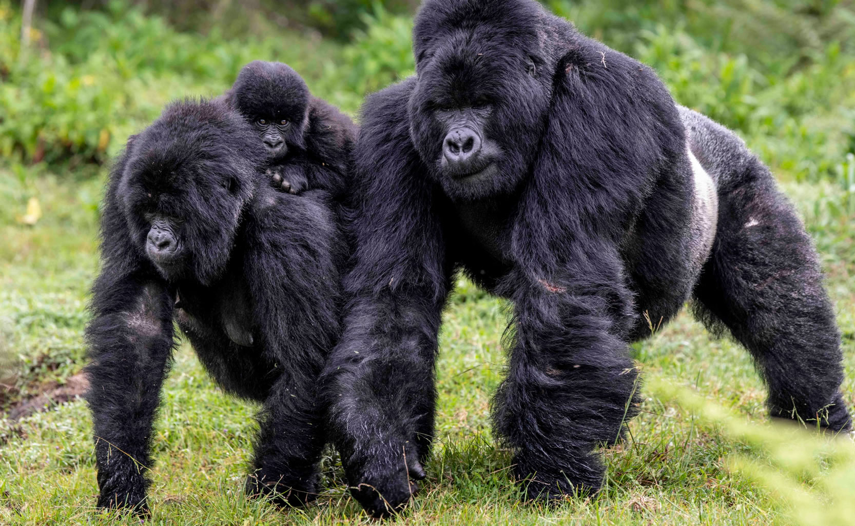 Gorilla Trekking in Rwanda