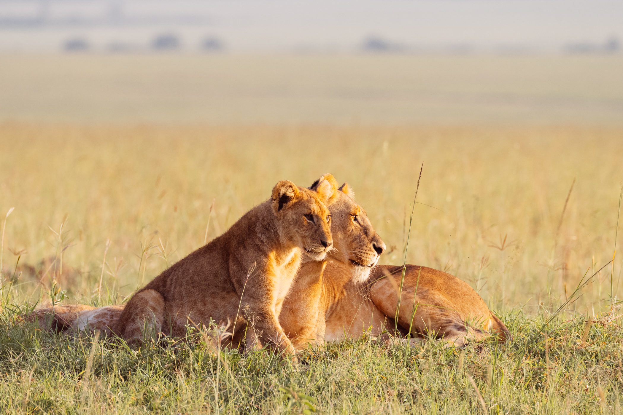 Kenya Wildlife Safari