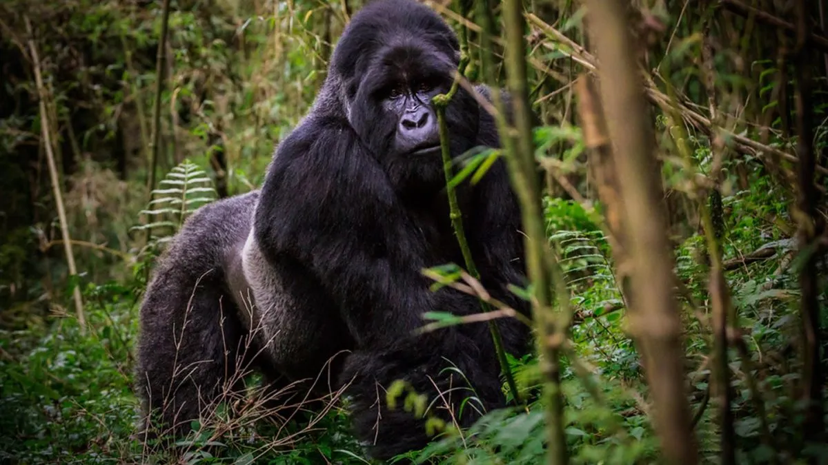 Bwindi Impenetrable Forest National Park