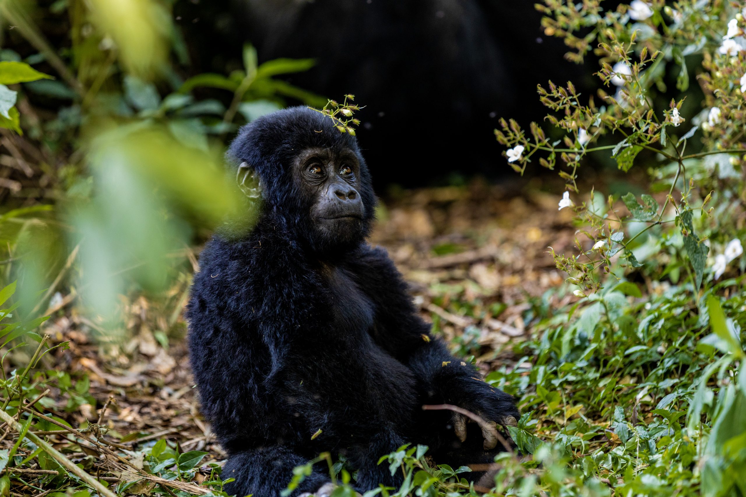 9 Days Rwanda Gorilla & Wildlife Safari