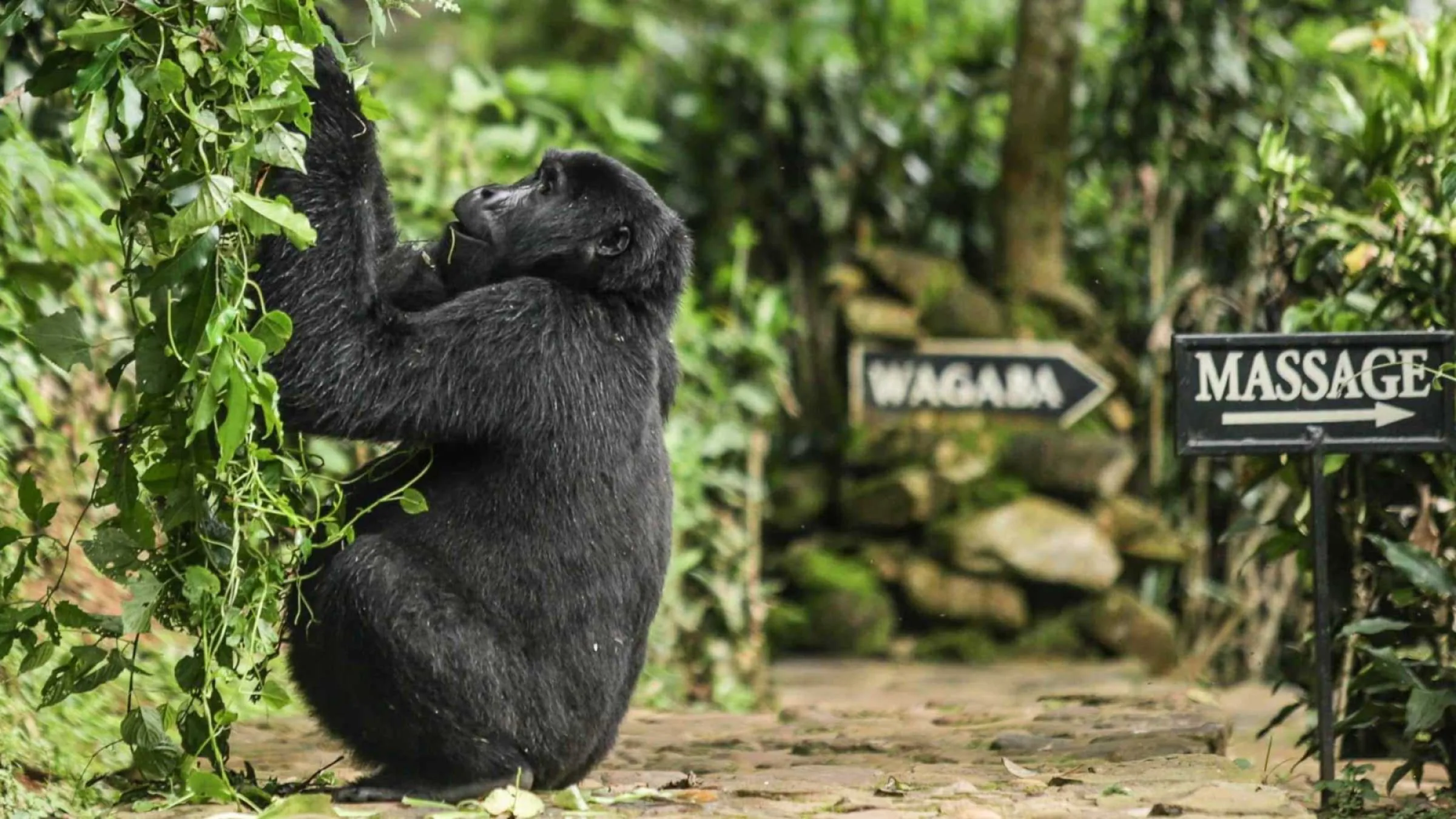 5 Days Gorillas & Wildlife Safari