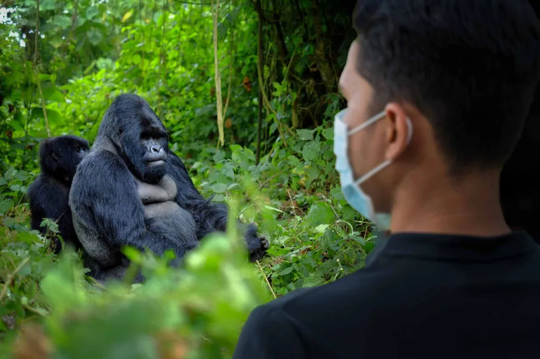 5 Days Gorillas & Lake Kivu Tour