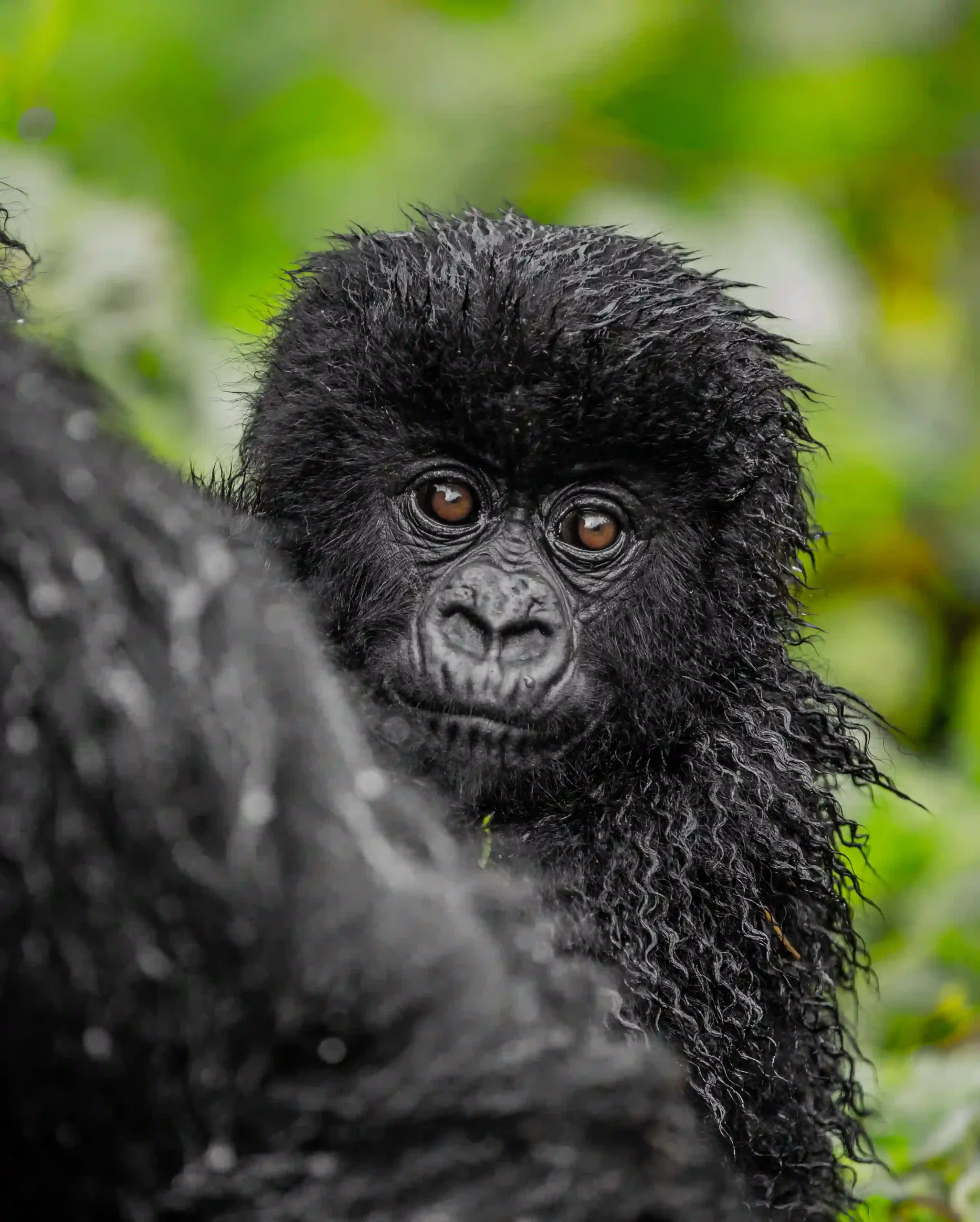 Gorillas and Chimpanzee Tracking