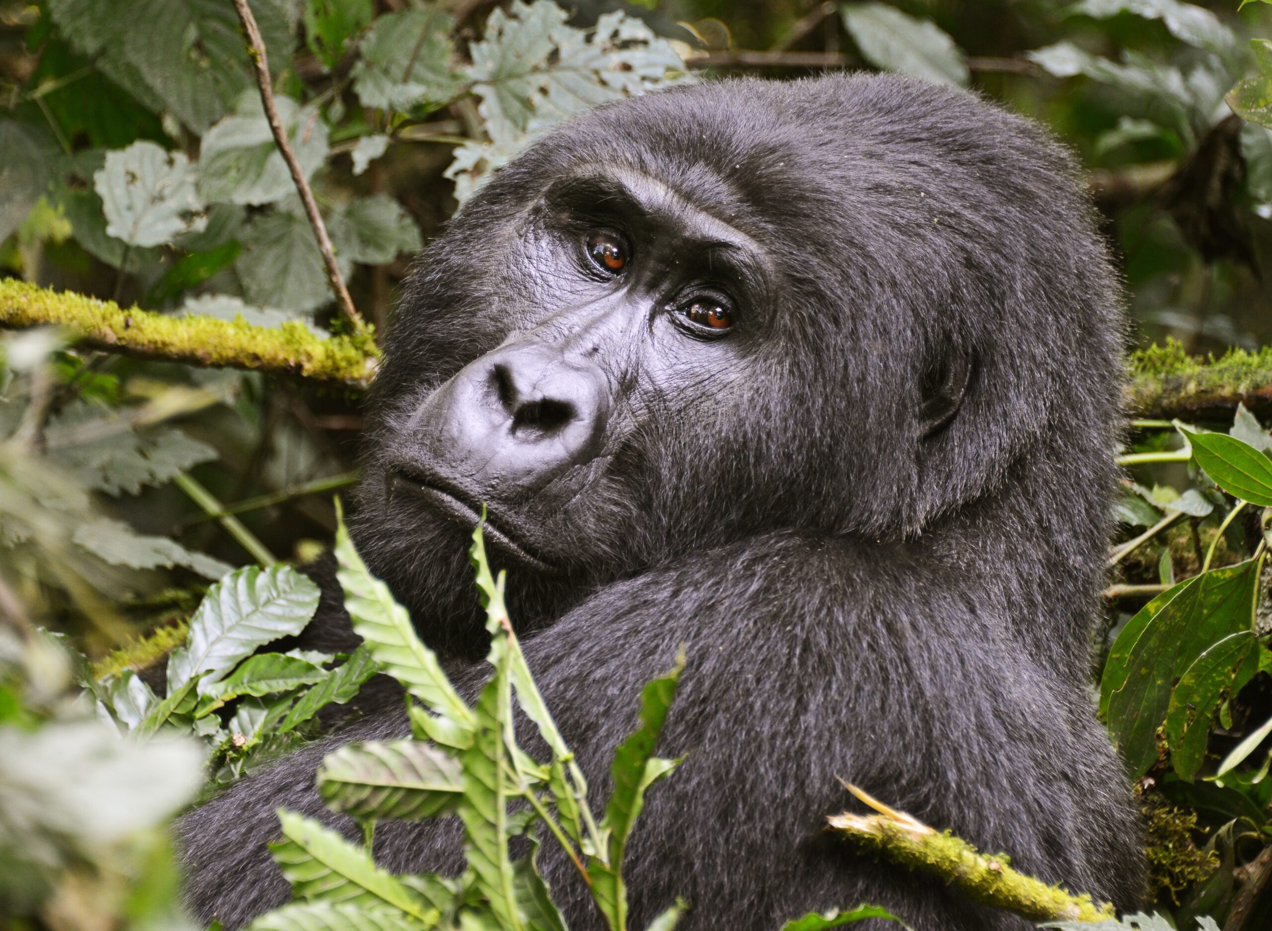 2 Days Gorilla Trekking Congo