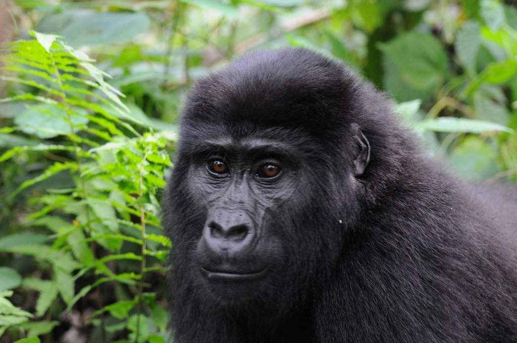 3 Days Congo Gorilla Trekking