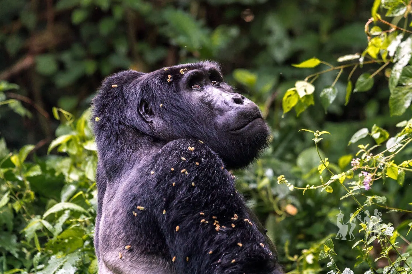 5 days Odzala Gorilla Trekking Safari