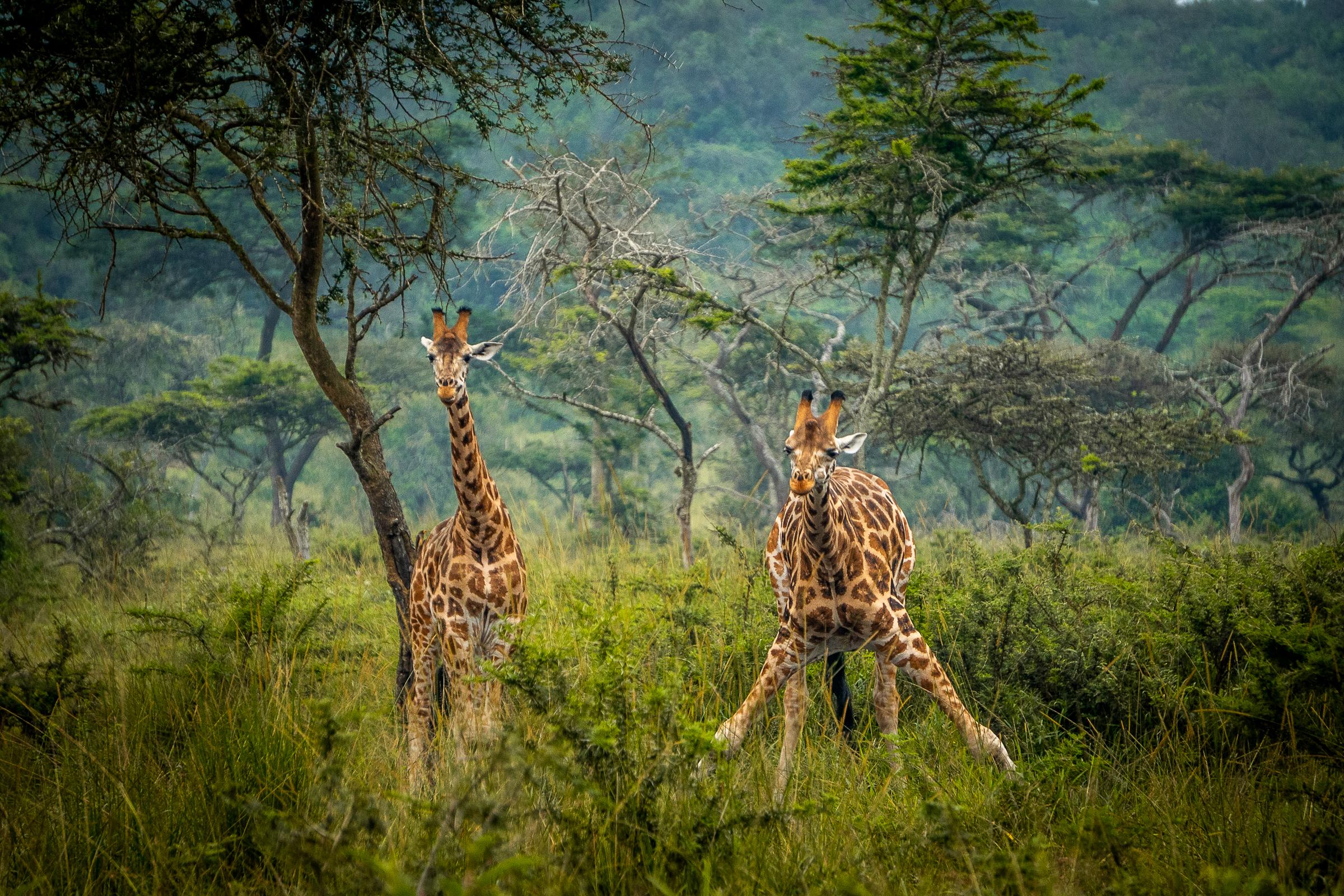 Lake Mburo National Park