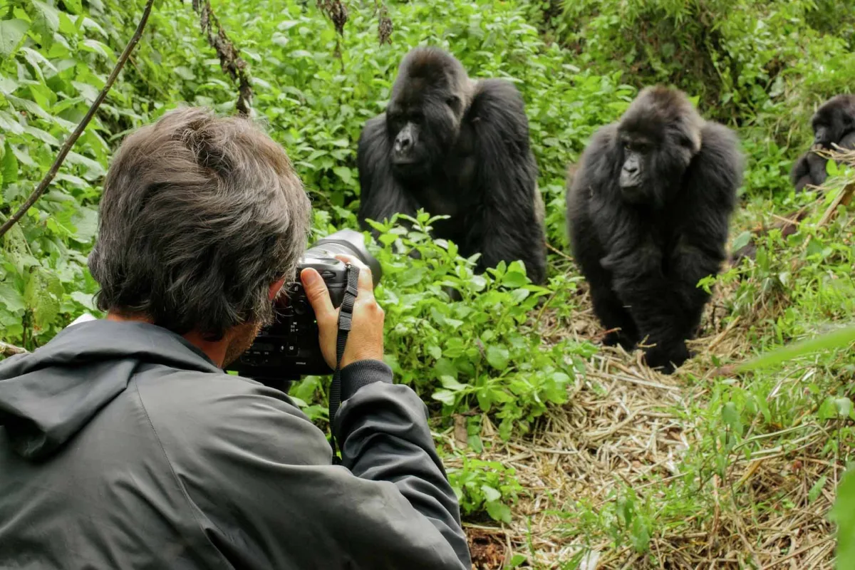 3 Days Gorilla Safari