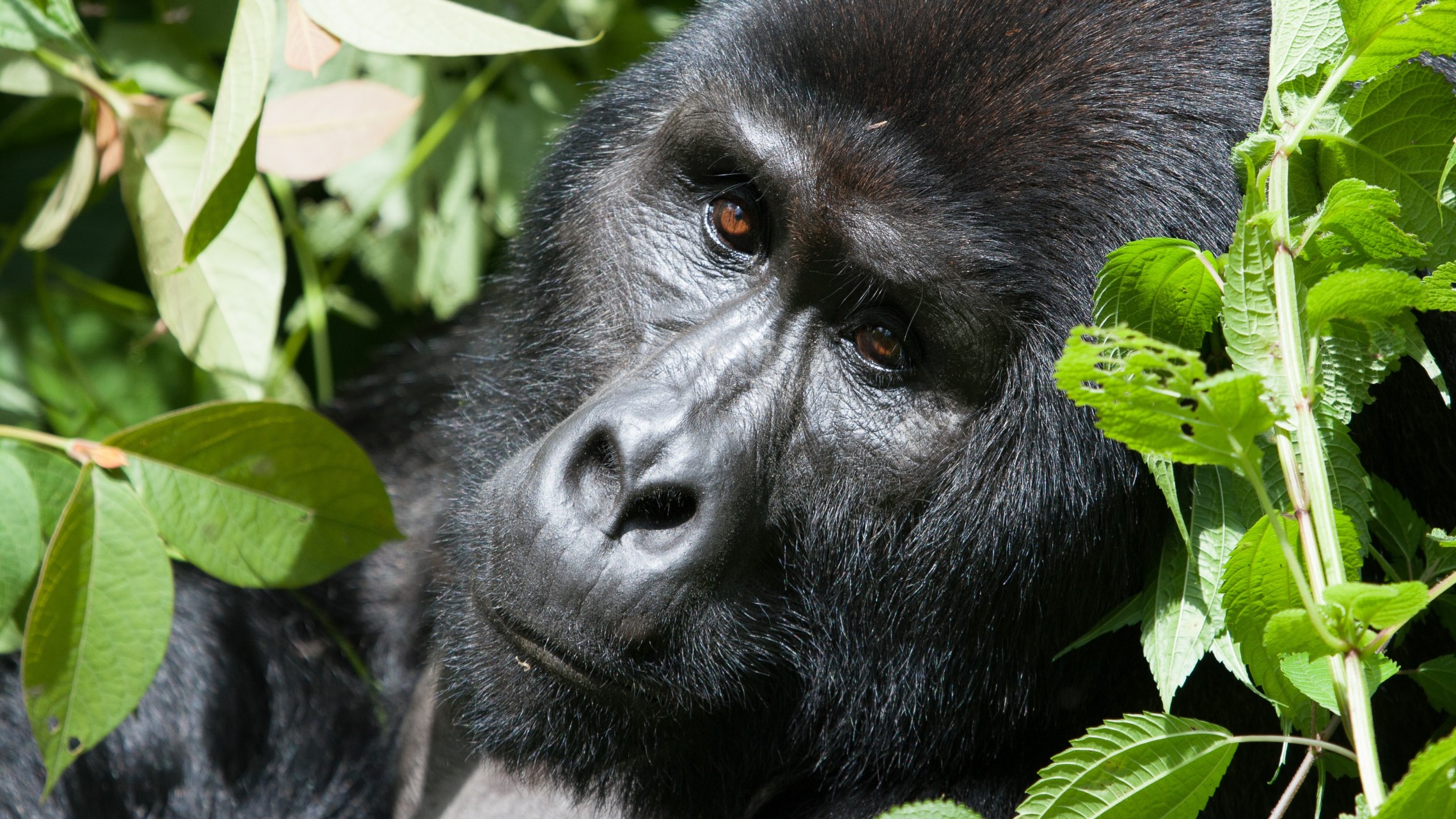 6 Days Congo Gorilla Trekking – Nyiragongo Hike