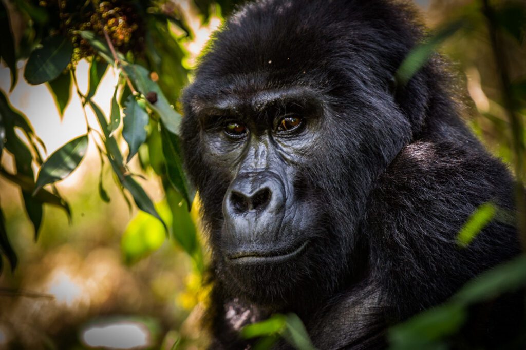 Mgahinga Gorilla National Park