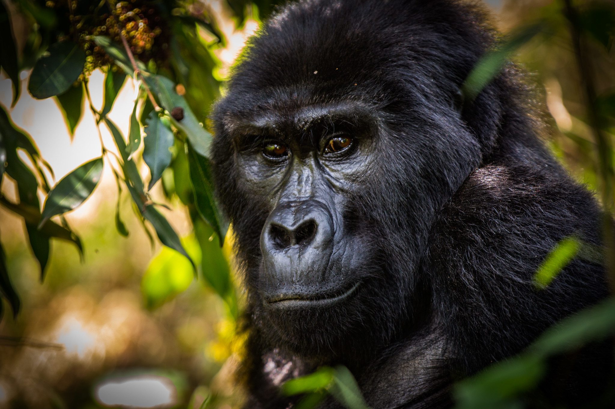 Mgahinga Gorilla National Park