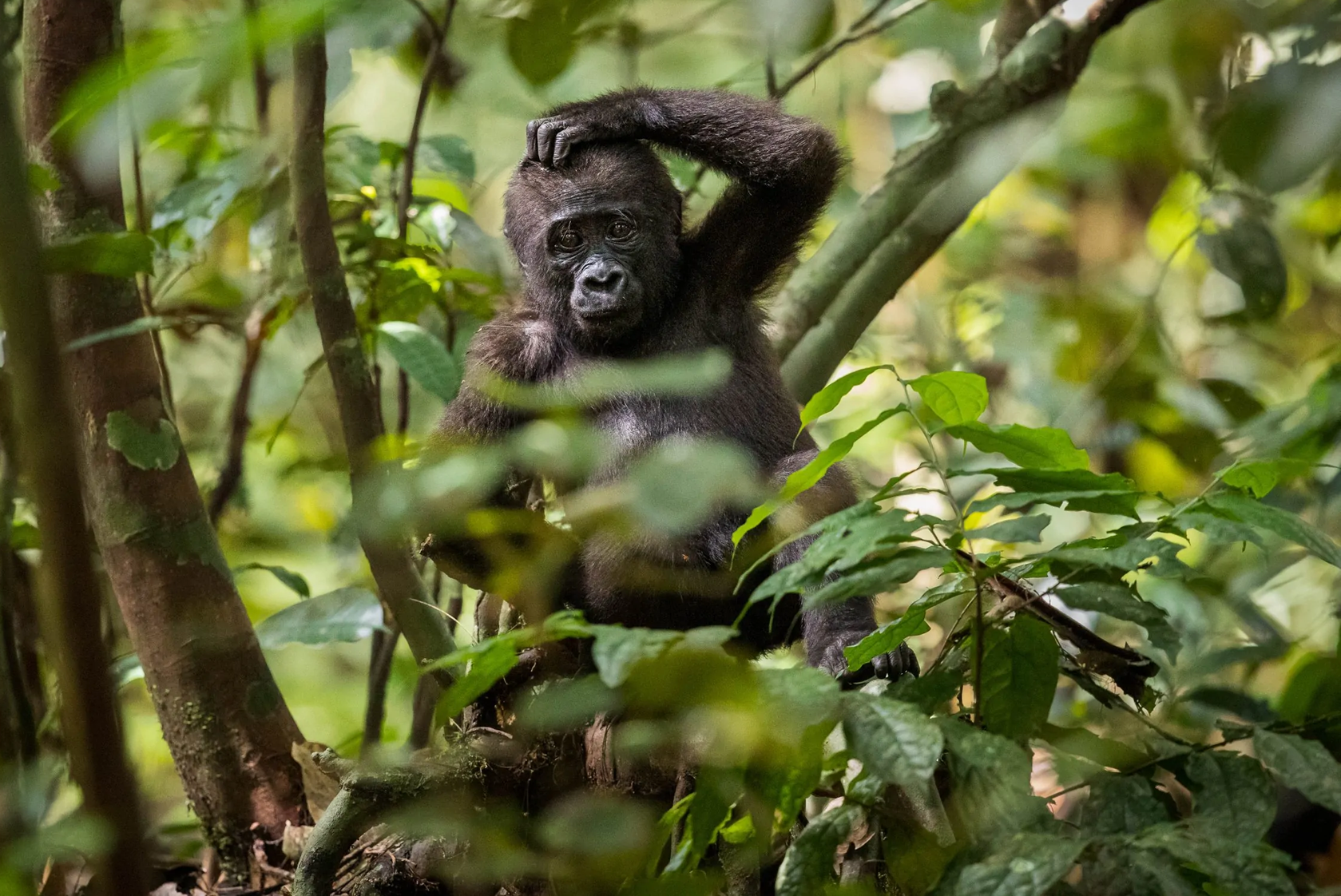 Moukalaba Doubou National Park