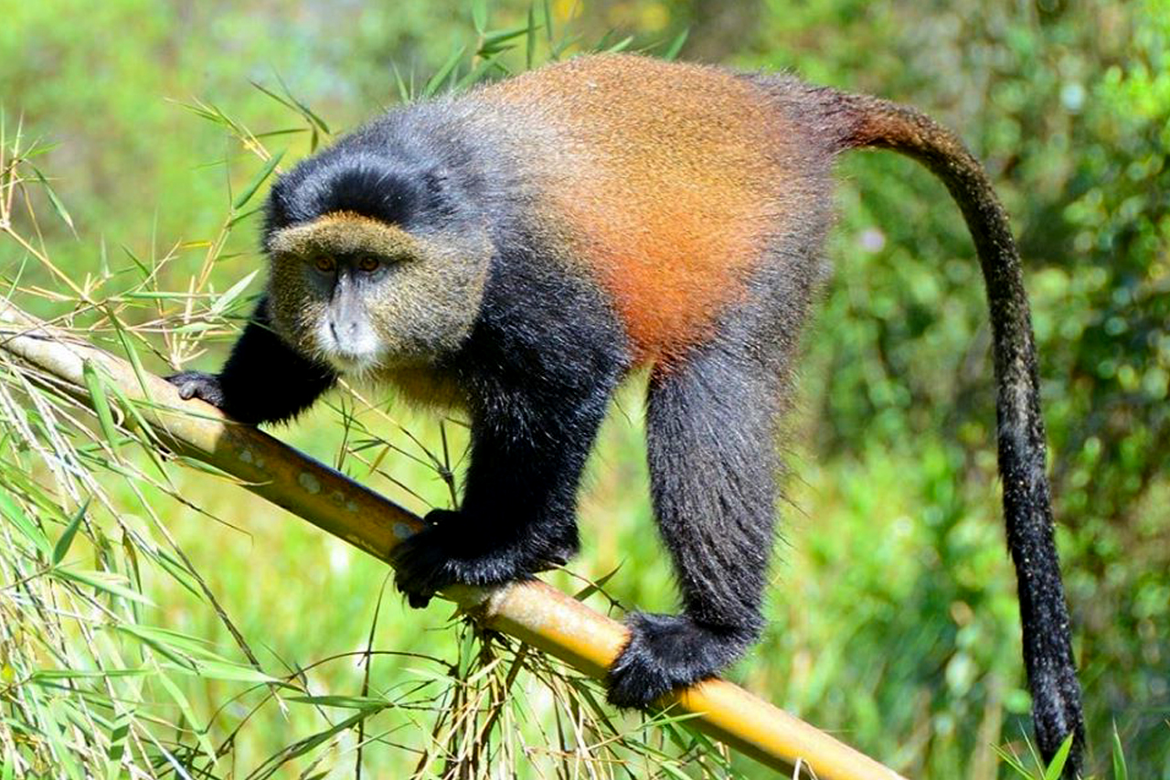 3 Days Rwanda Gorilla Trekking – Golden Monkey Watching.