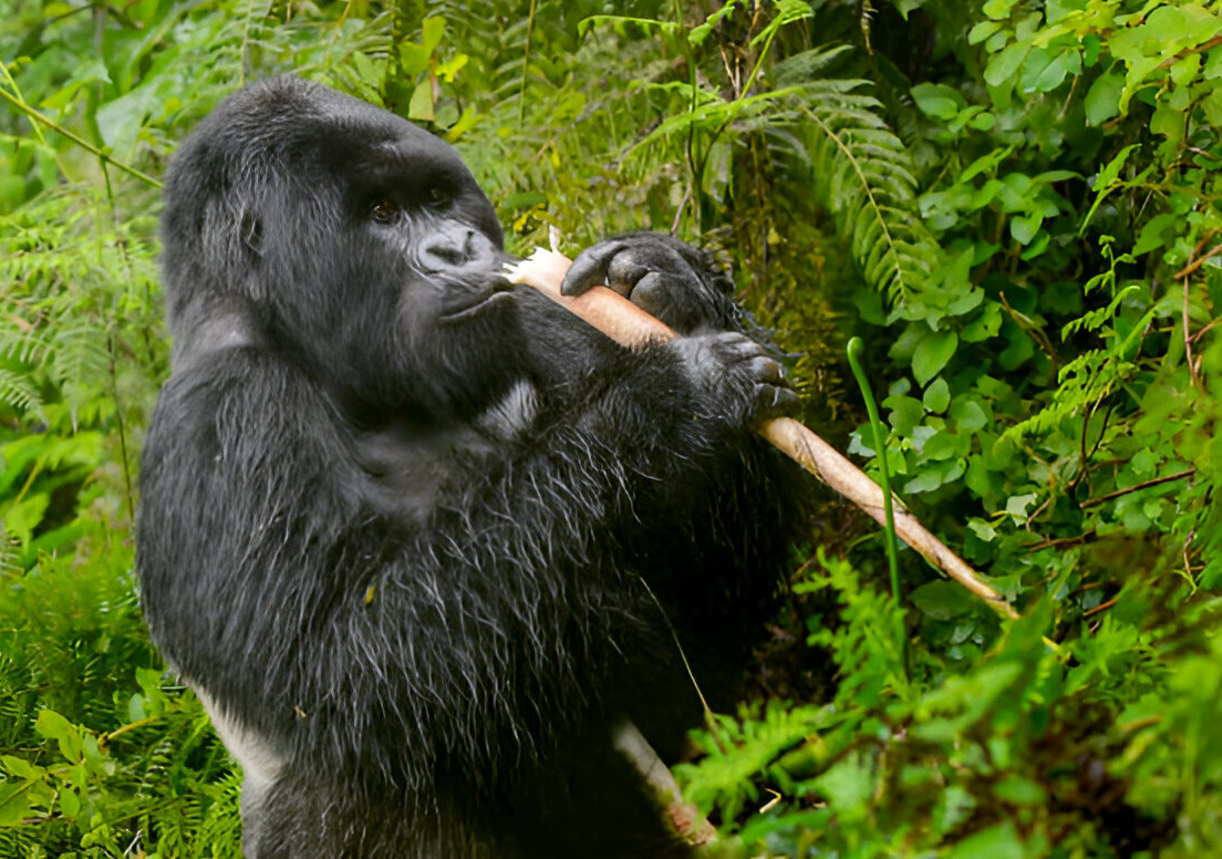 Double Gorilla Trek Rwanda Uganda
