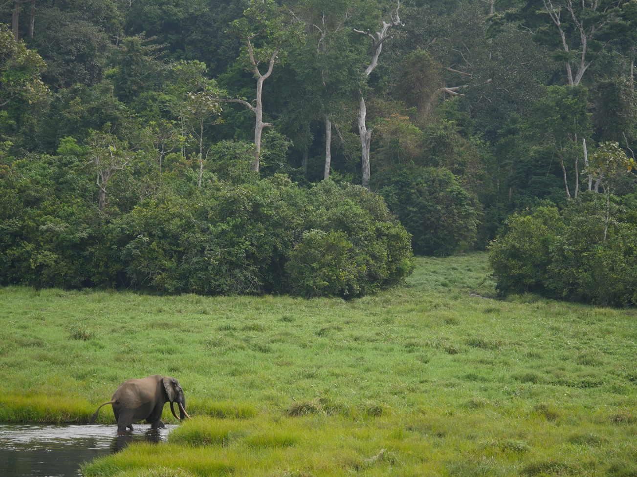 Nouabale Ndoki National Park