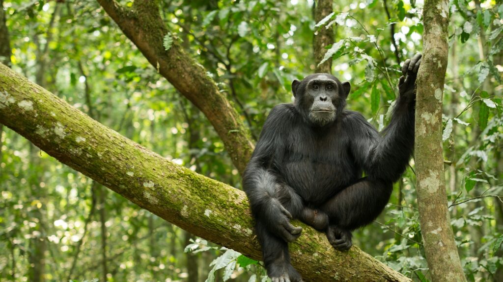 Chimpanzee Watching