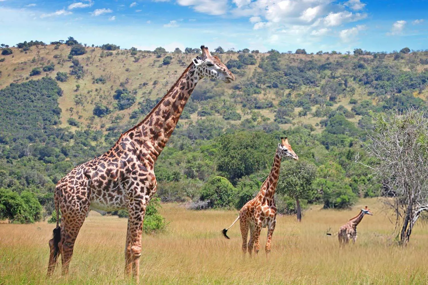 Akagera National Park.