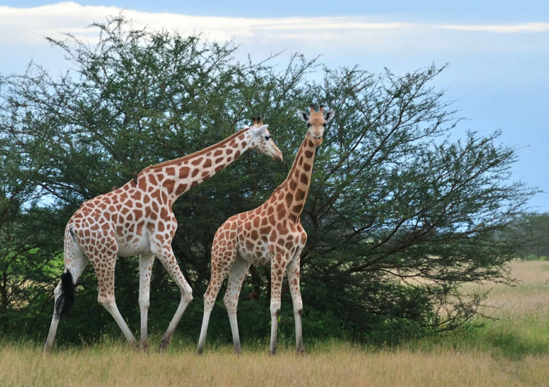 7 Days Cameroon Safari Tour