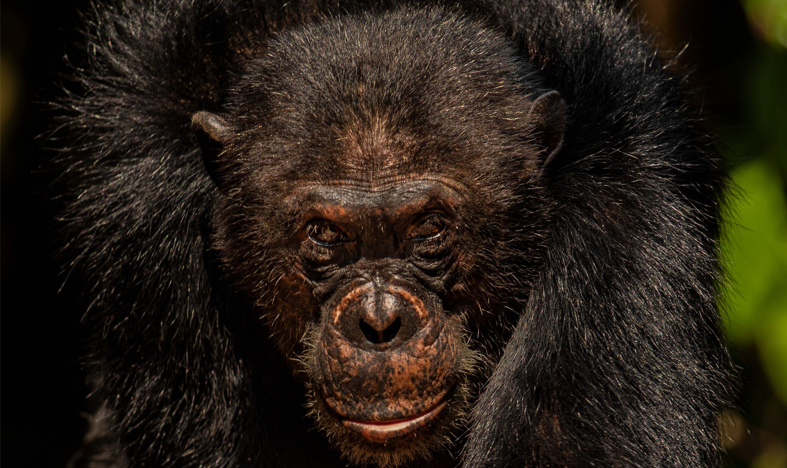 5 Days Chimpanzee Tracking Mahale