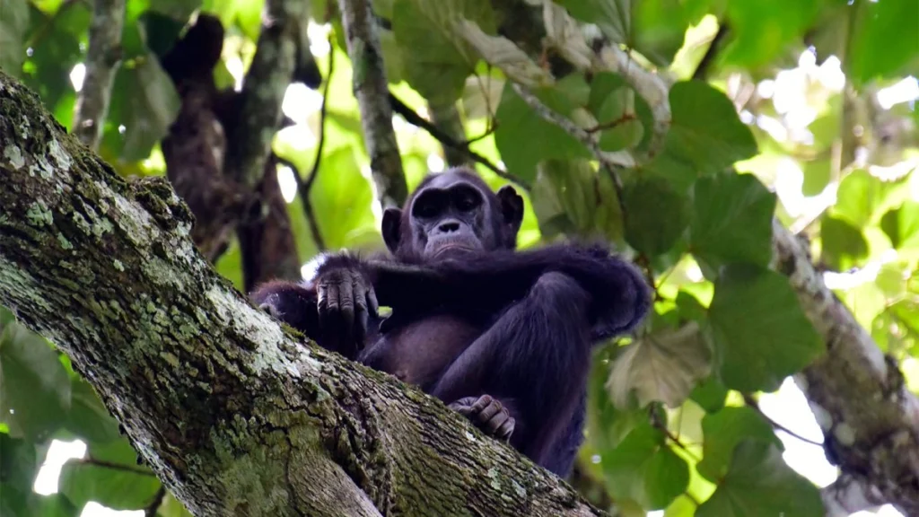 Chimpanzee Watching