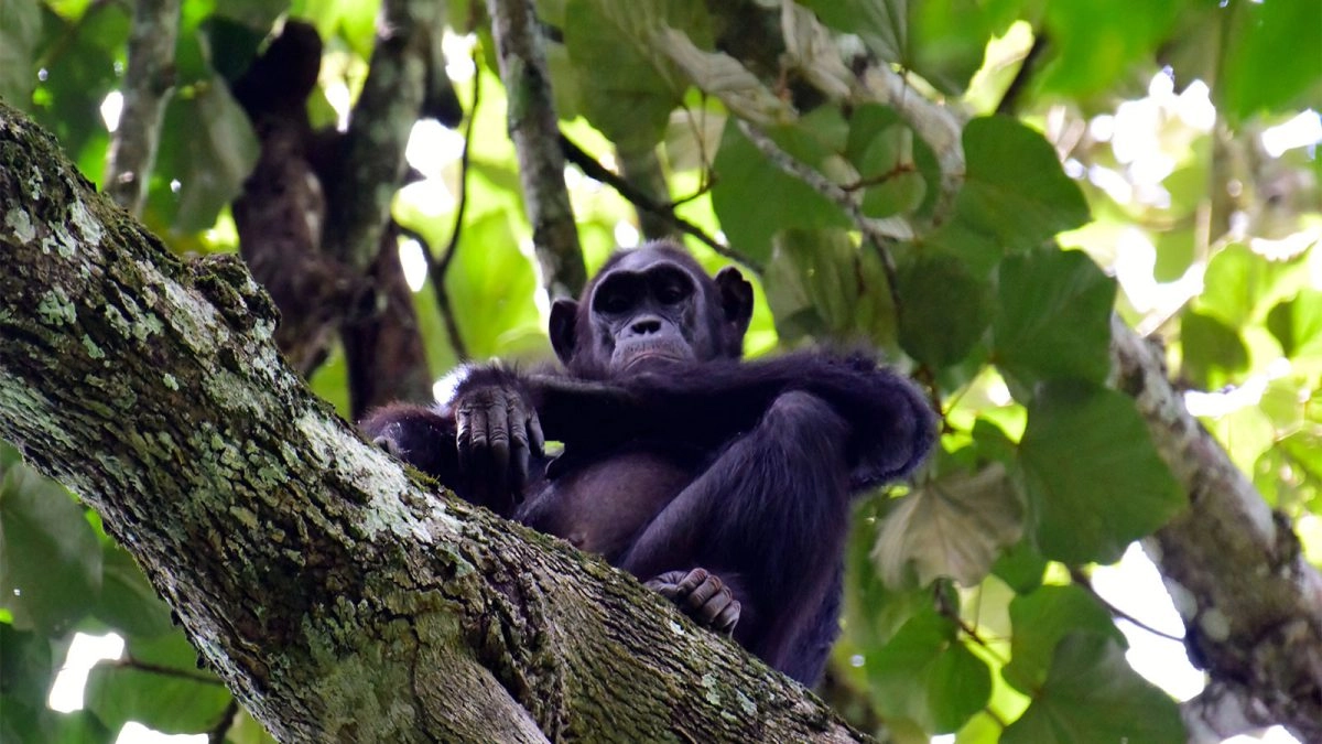 Gishwati-Mukura National Park.