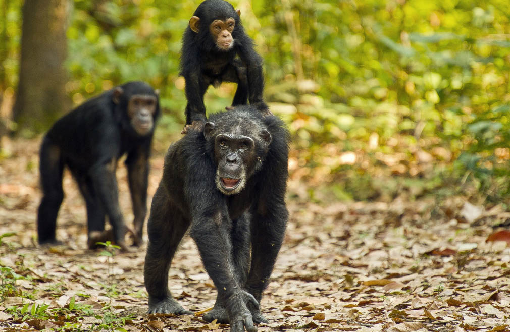 Rwanda Gorilla Chimp Trek