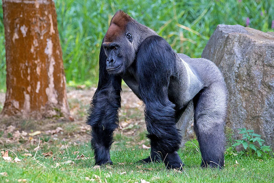 3 Days Eastern Lowland Gorilla Watching