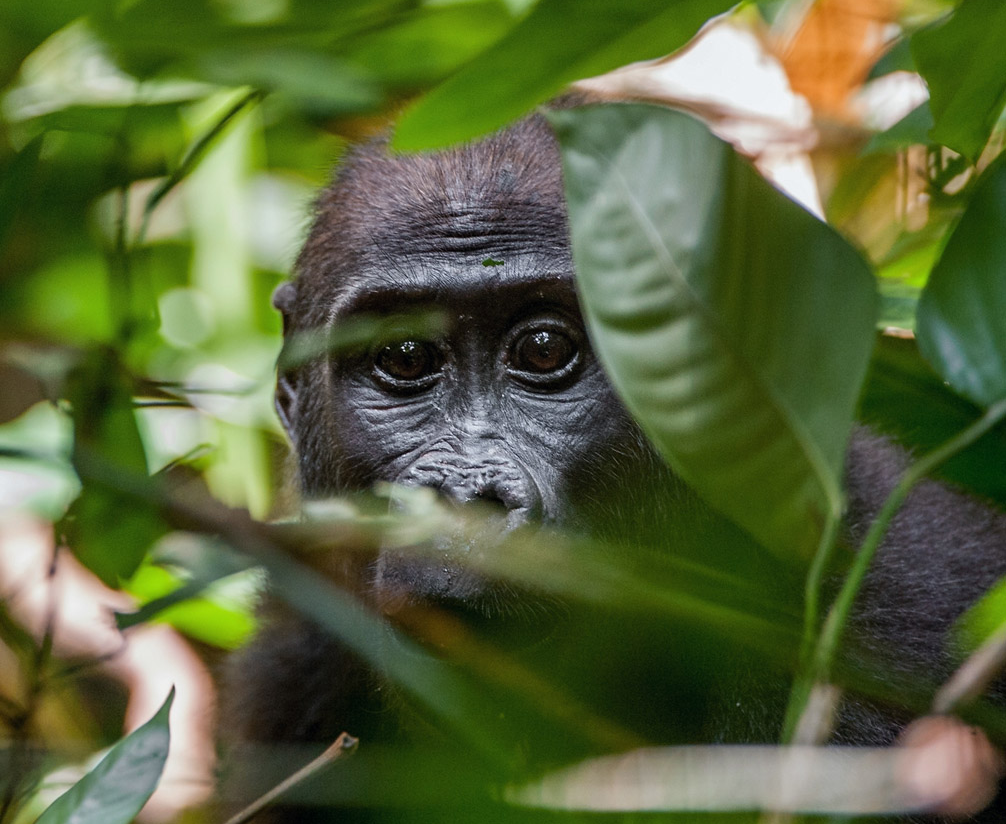 Gabon Gorilla Tour