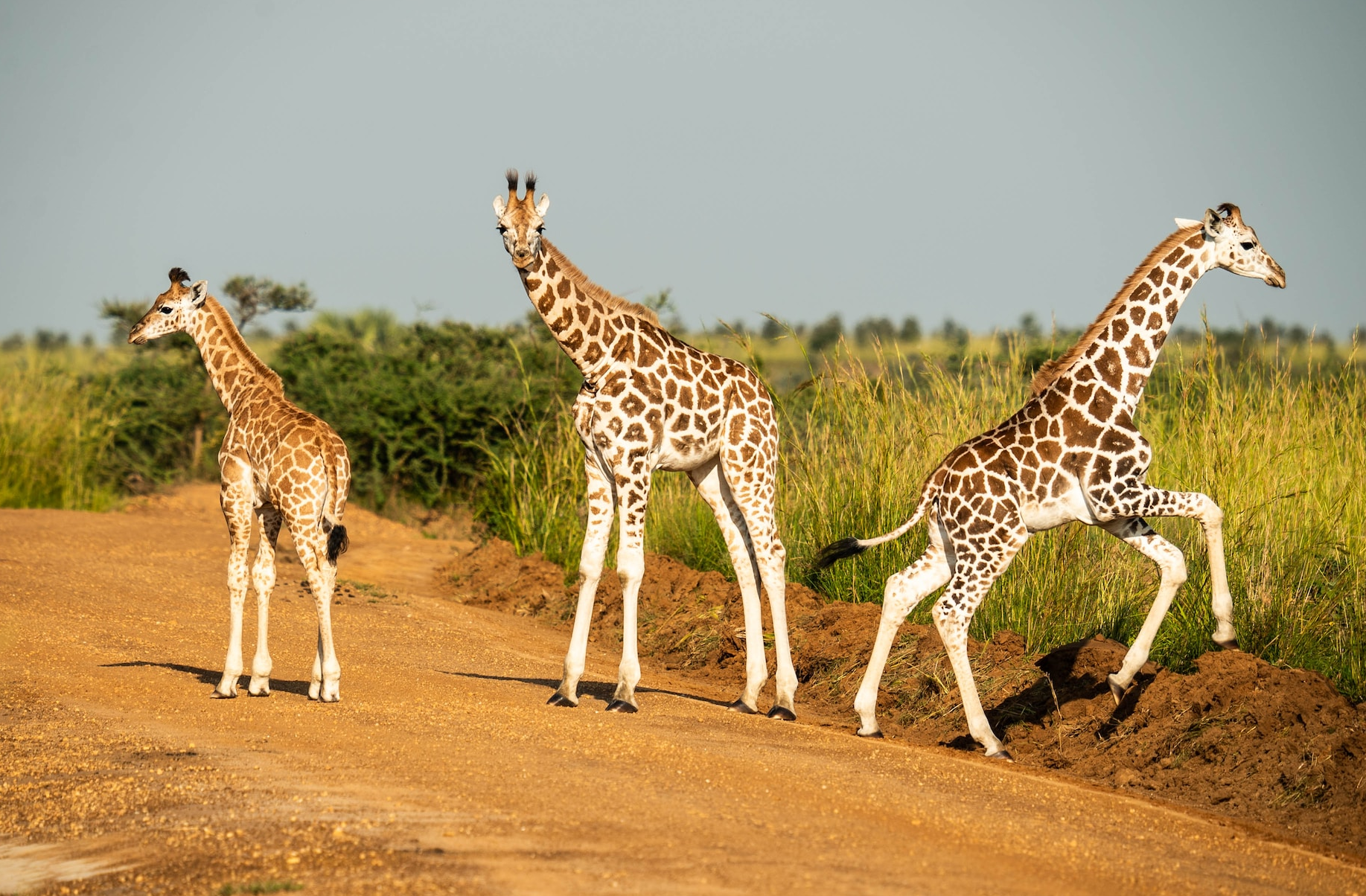13 Days Ultimate Uganda Safari