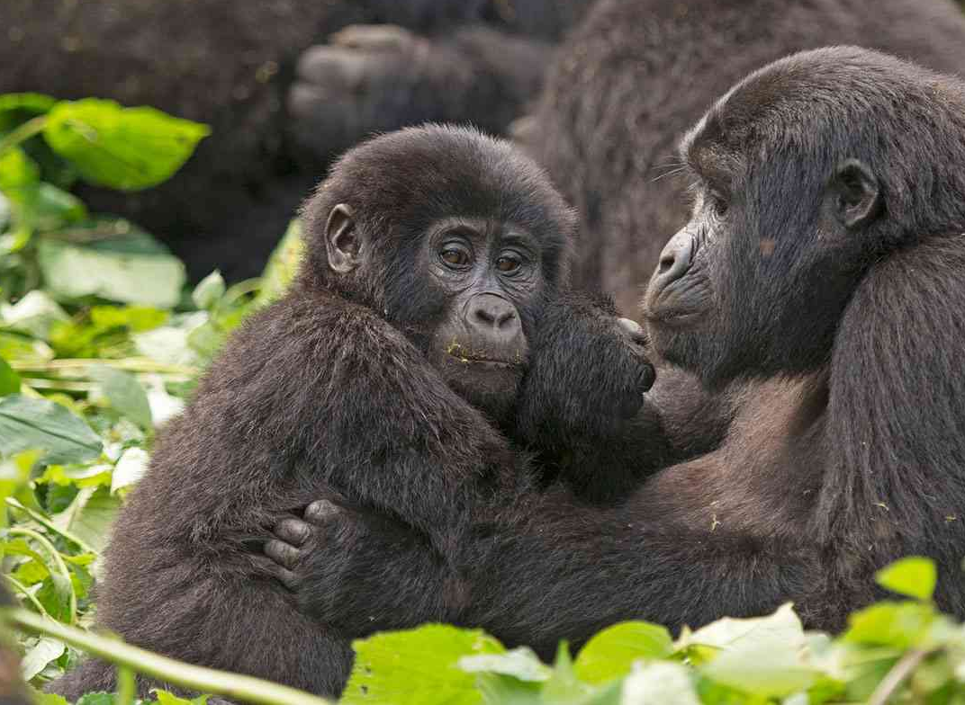 6 Days Gorilla Trekking Uganda